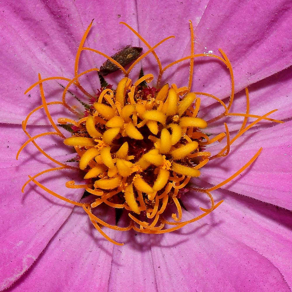 Stamen.jpg