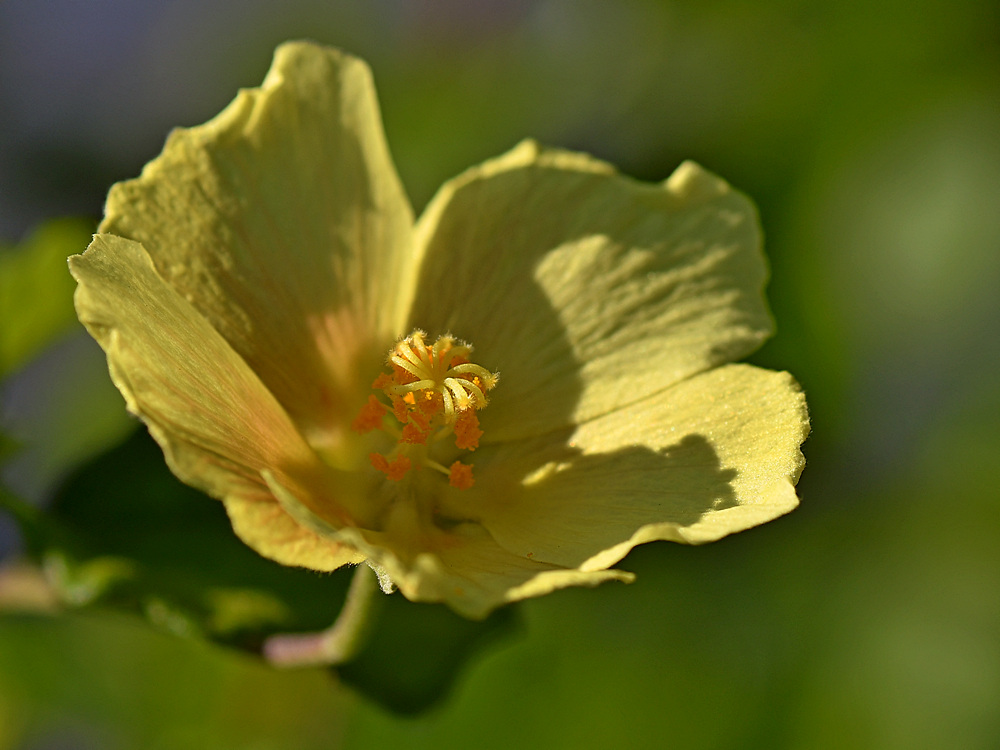 Stamen.jpg