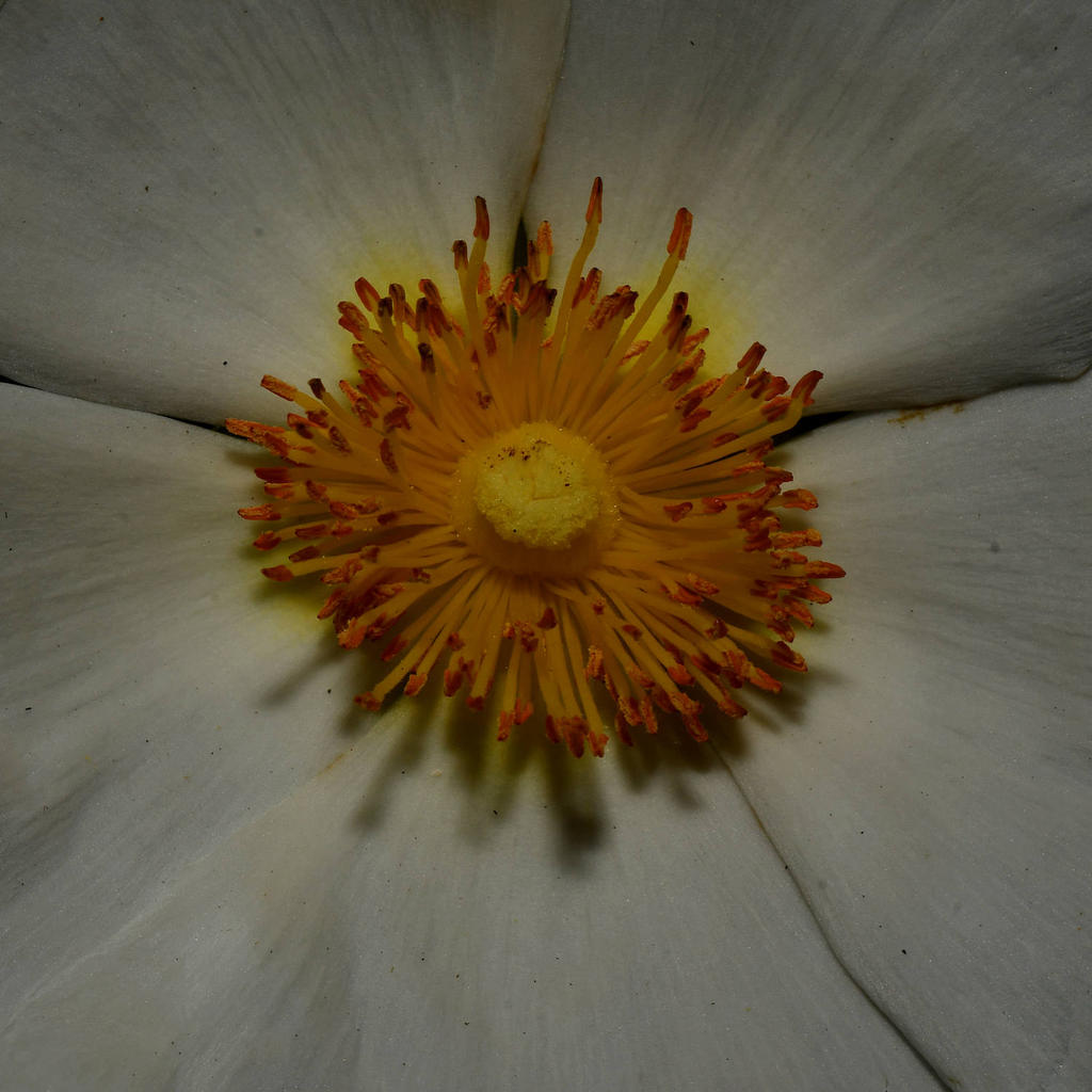 Stamen.jpg