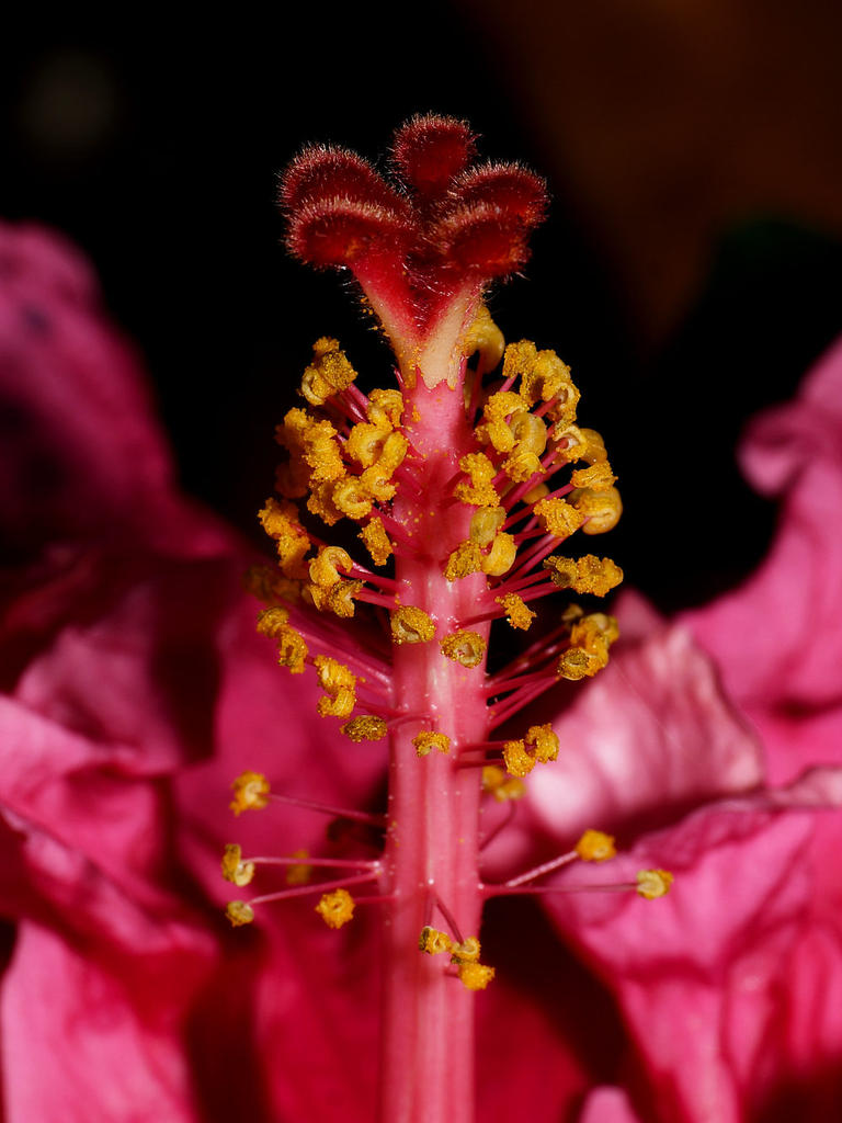 Stamen.jpg