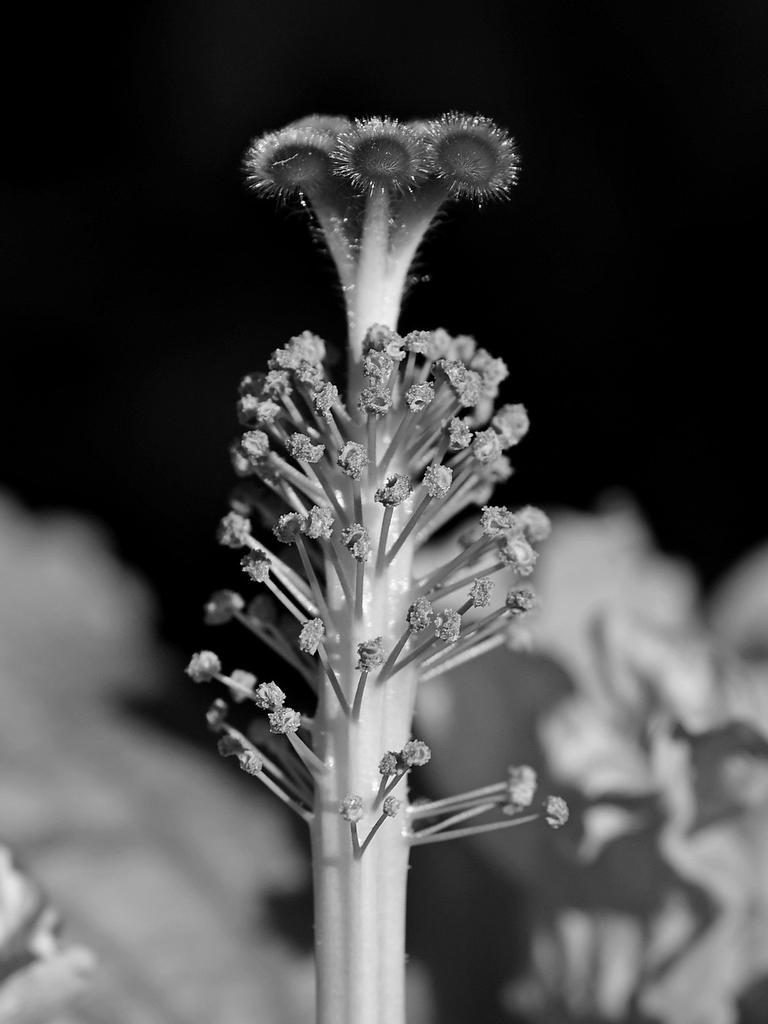 Stamen.jpg
