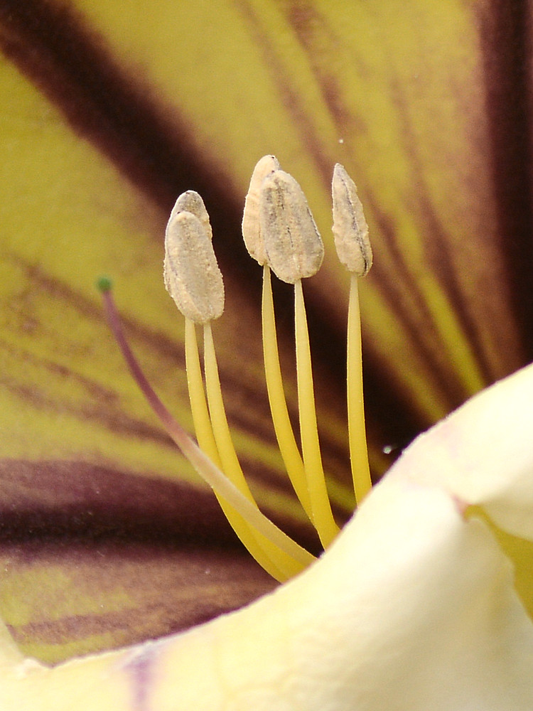 Stamen.jpg