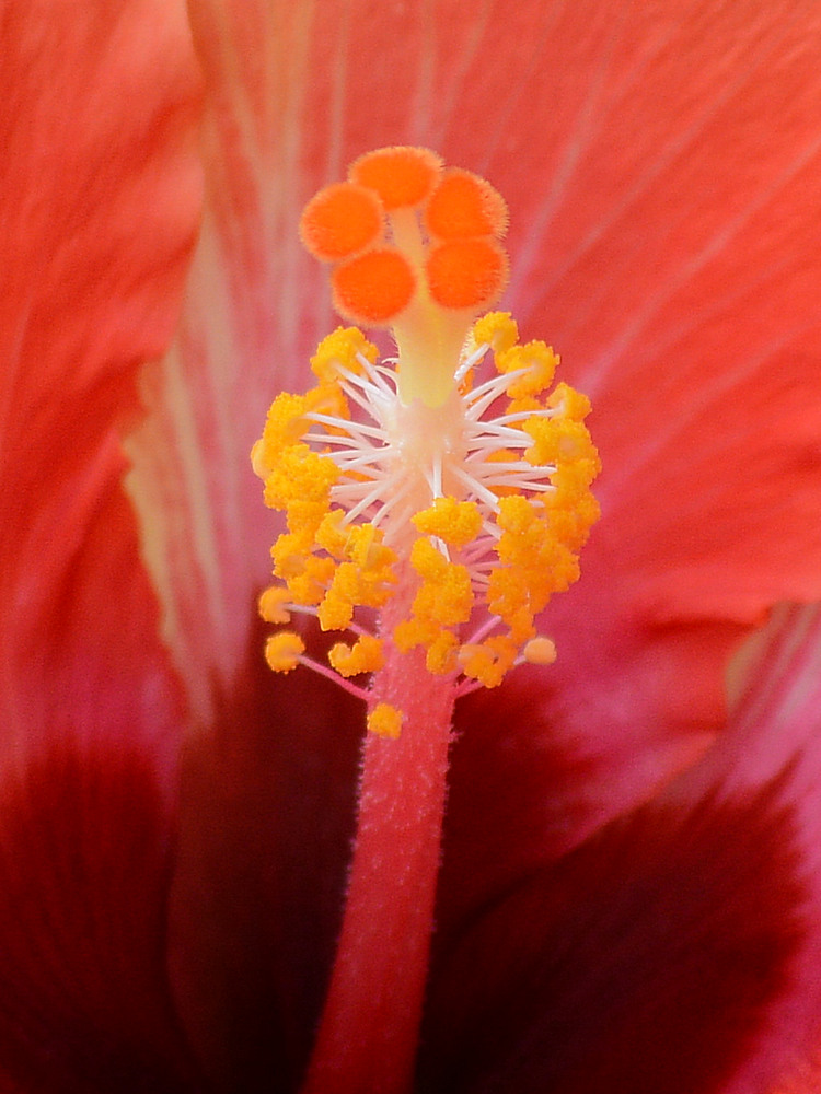Stamen.jpg