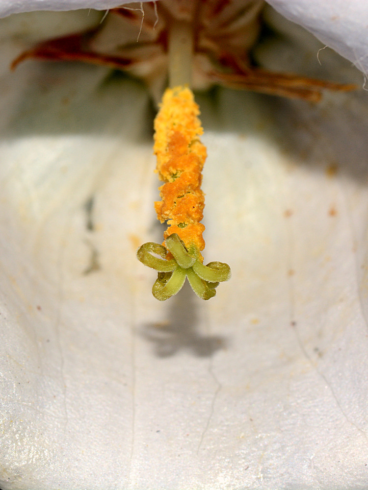 Stamen.jpg