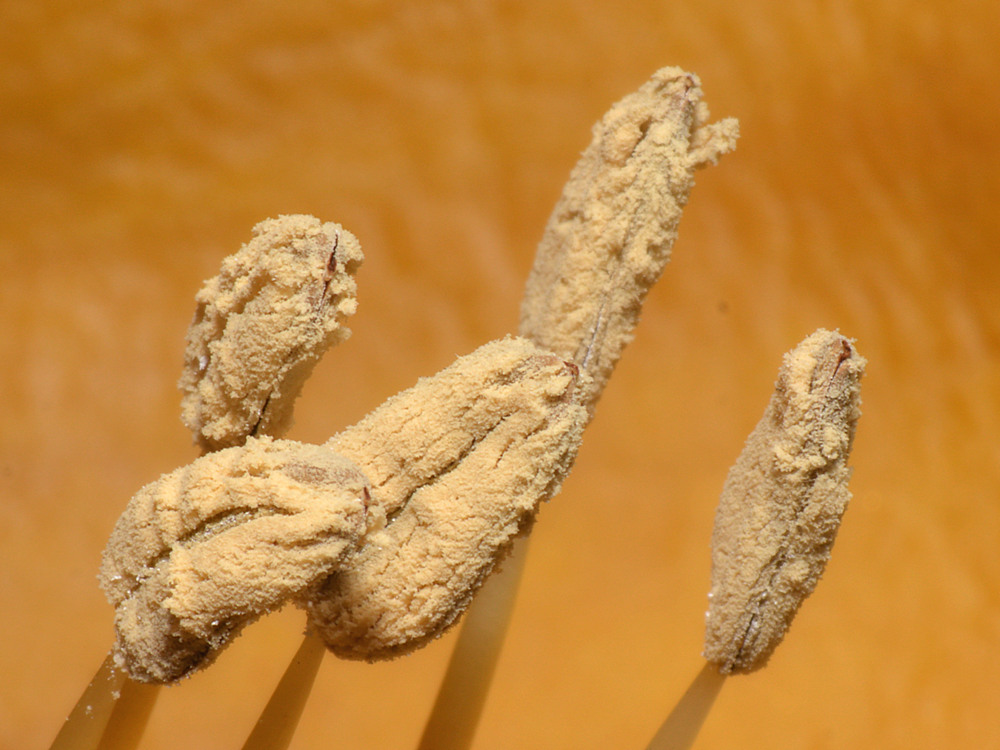 Stamen2.jpg
