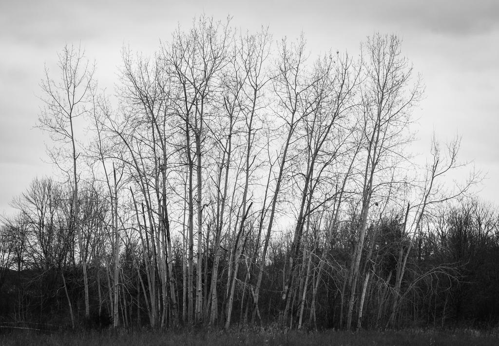Stand of Birches 1.jpg