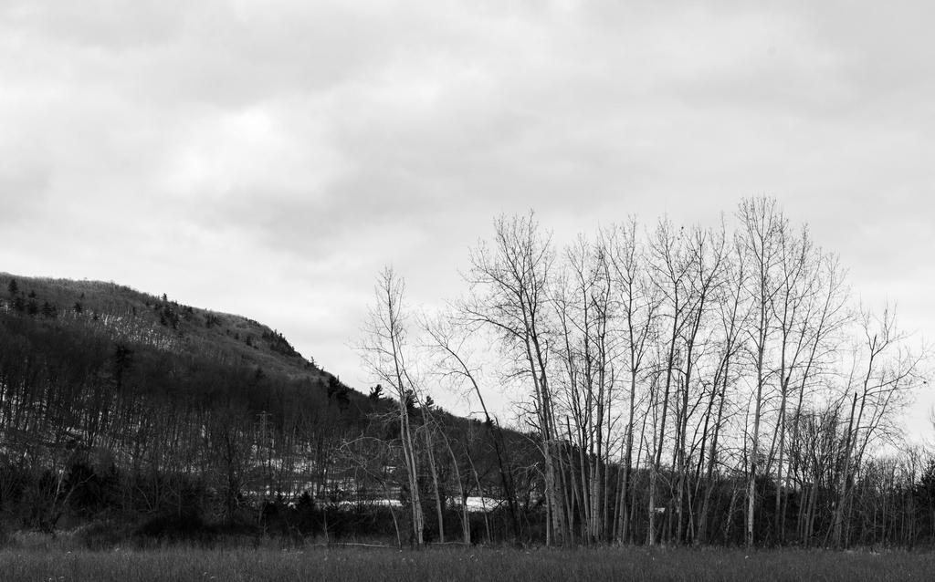 Stand of Birches 2.jpg