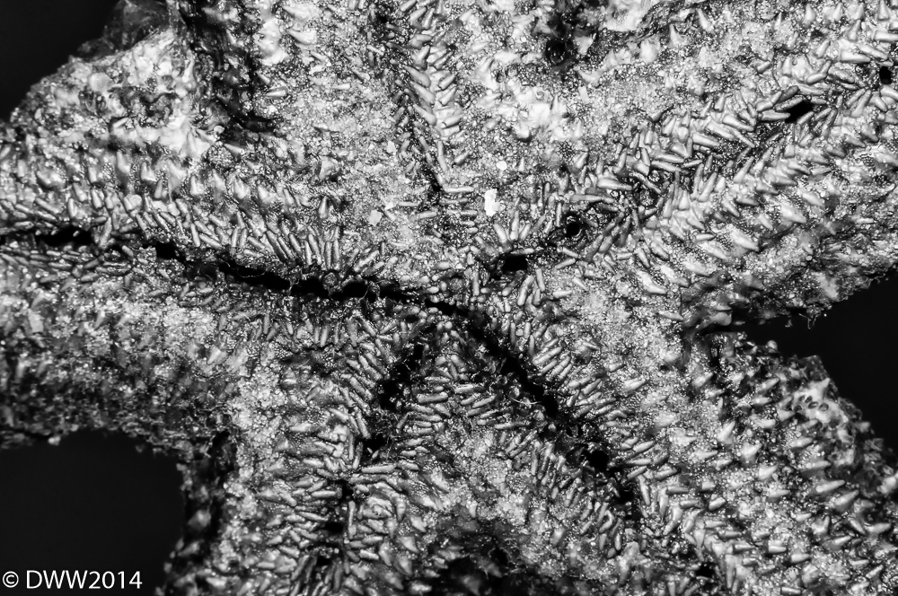 Starfish (1 of 1).jpg
