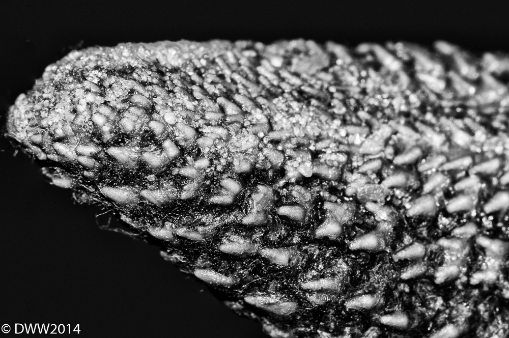 Starfish2 (1 of 1).jpg