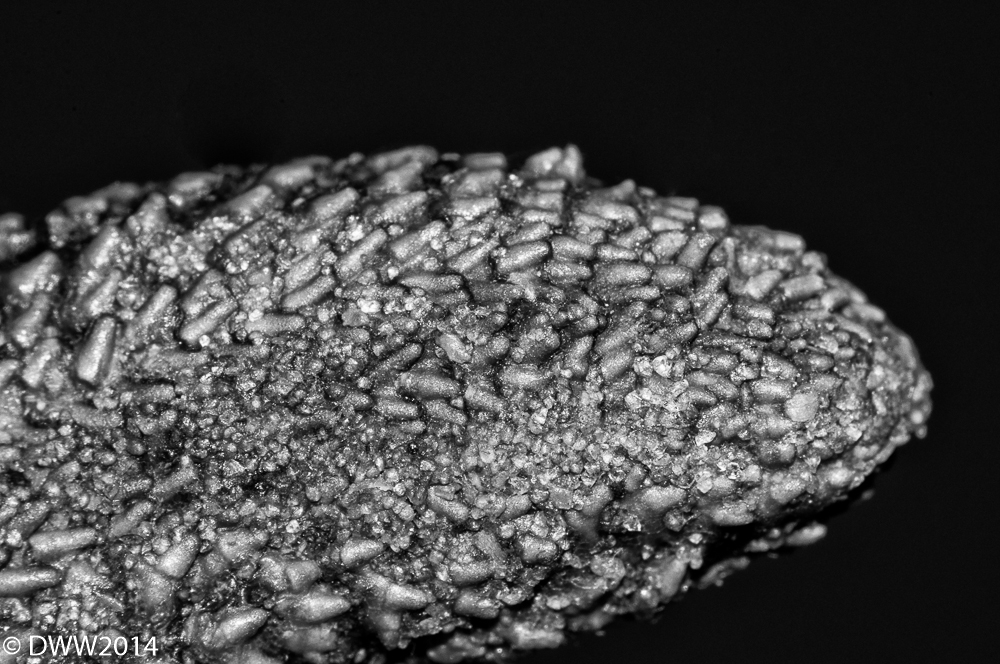 Starfish3 (1 of 1).jpg