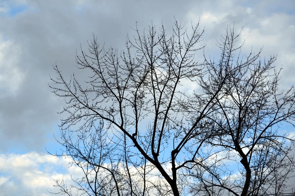 stark tree.jpg