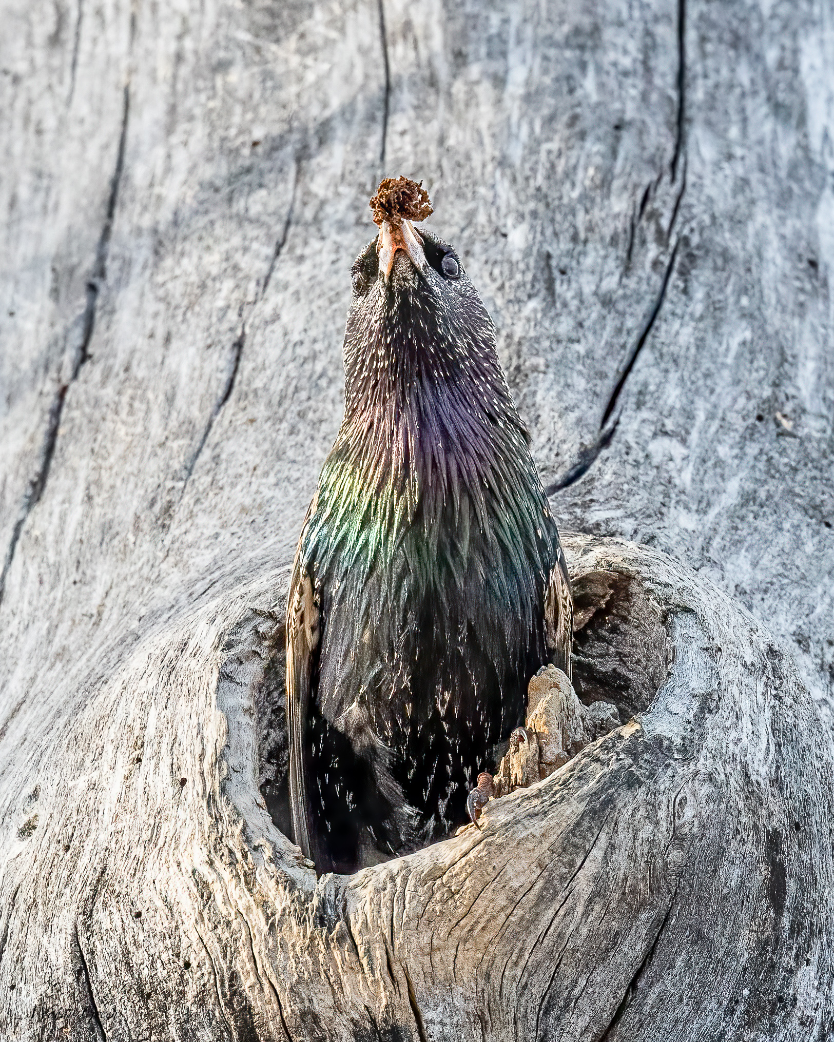 Starling-551.jpg