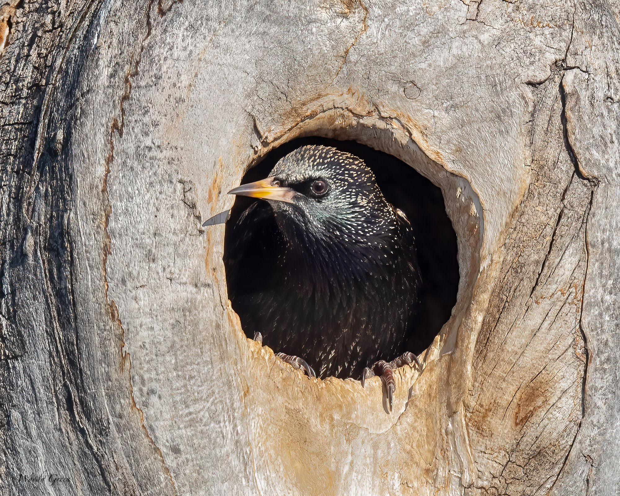 Starling-571.jpg