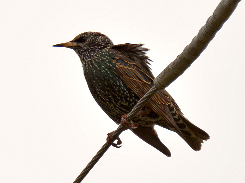 Starling.jpg
