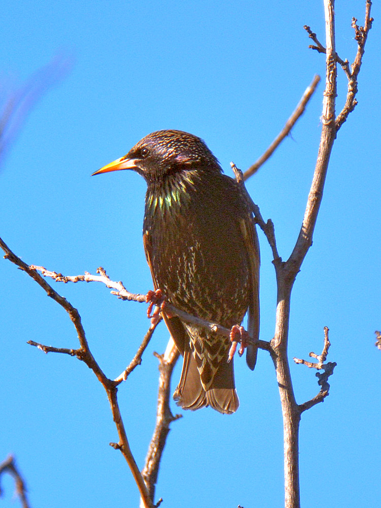 Starling.jpg