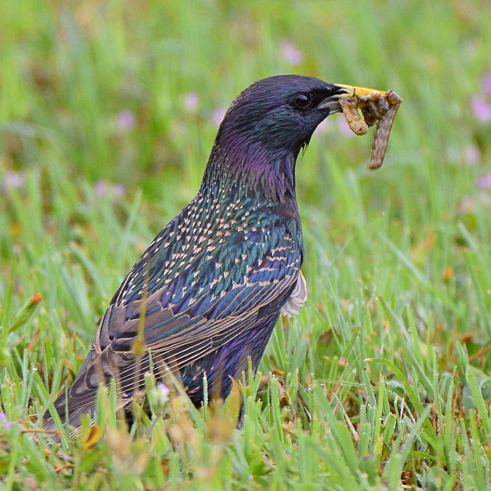Starling.jpg