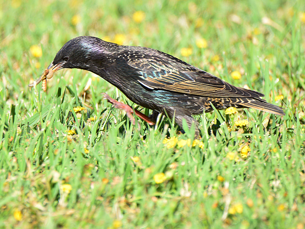 Starling.jpg