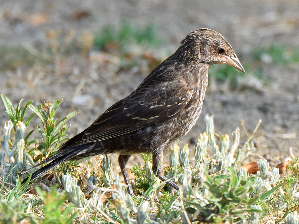 Starling.jpg