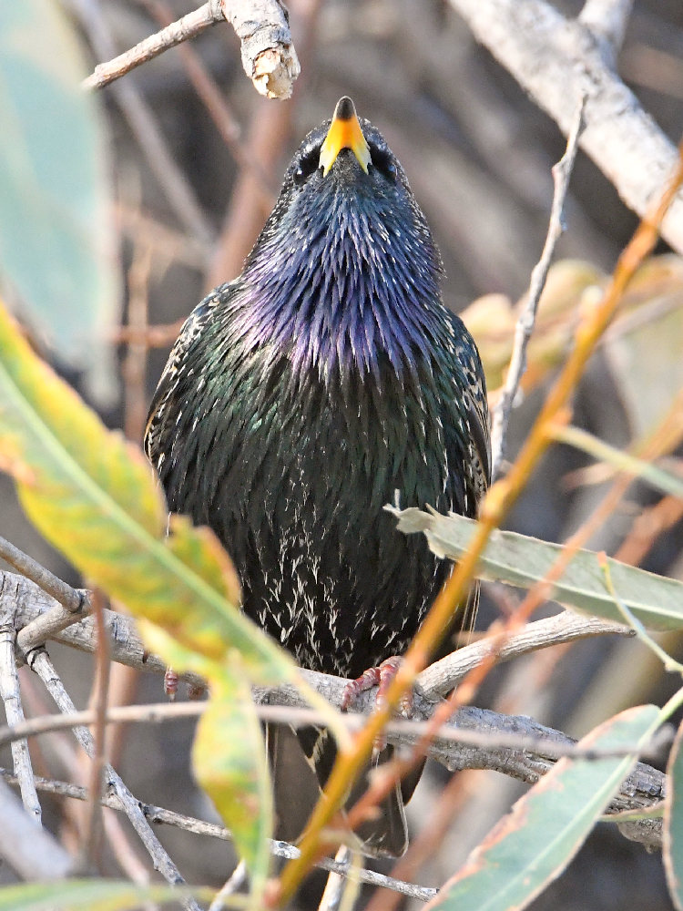 Starling.jpg