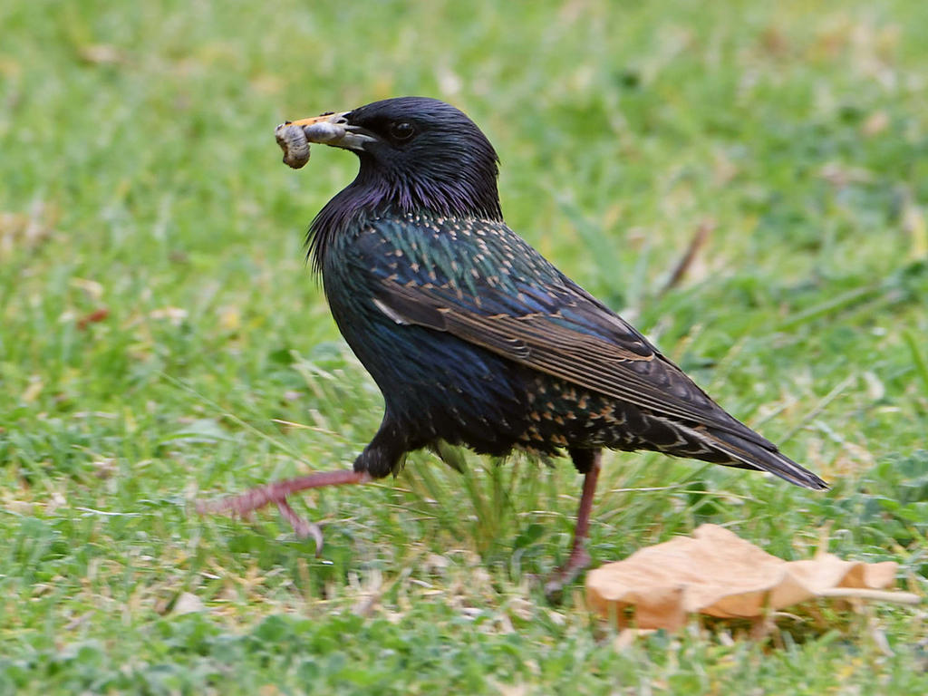 Starling.jpg