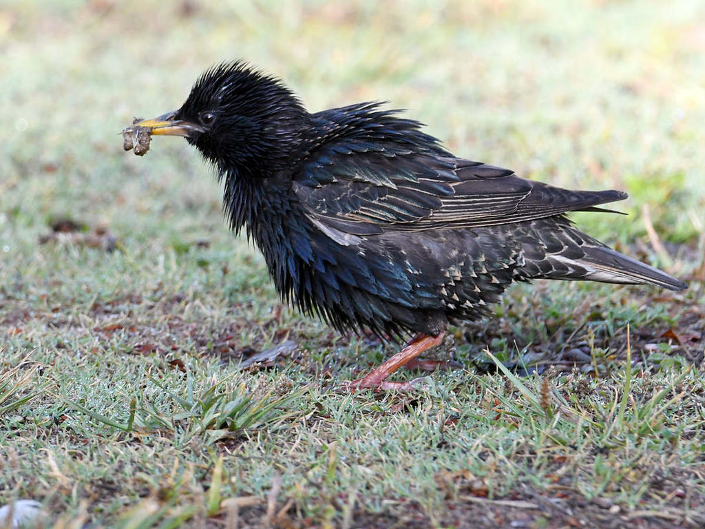 Starling.jpg