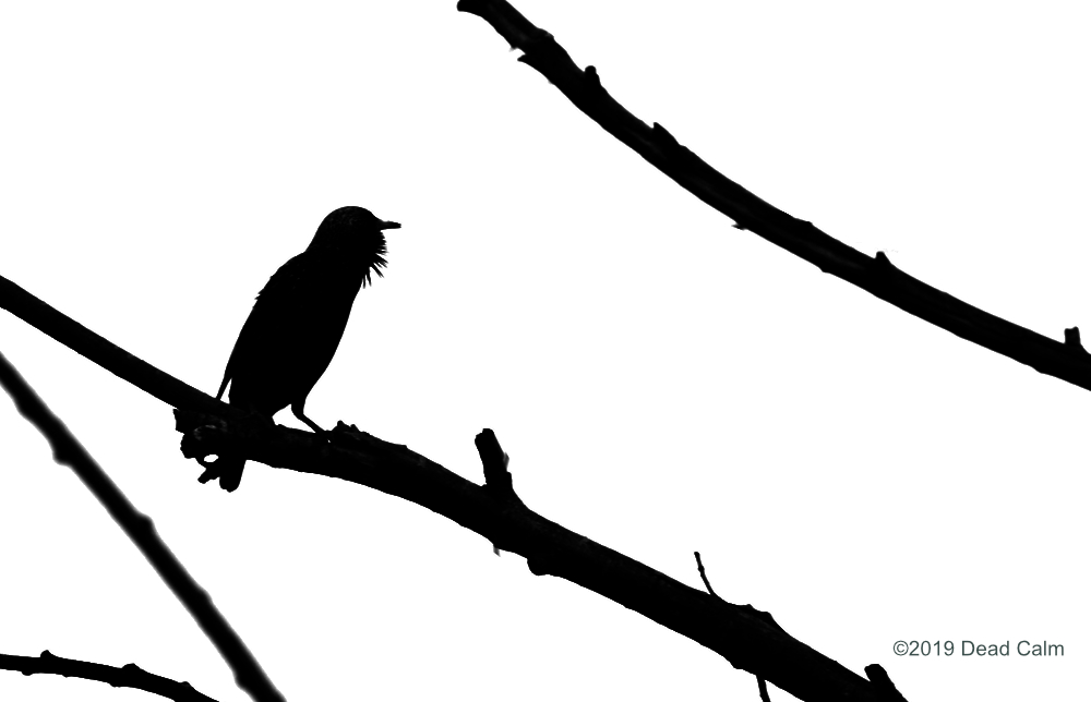 starling silh N 500_0507.jpg