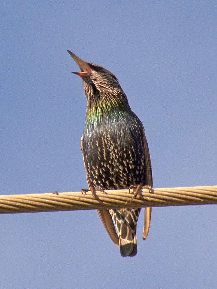 Starling2.jpg