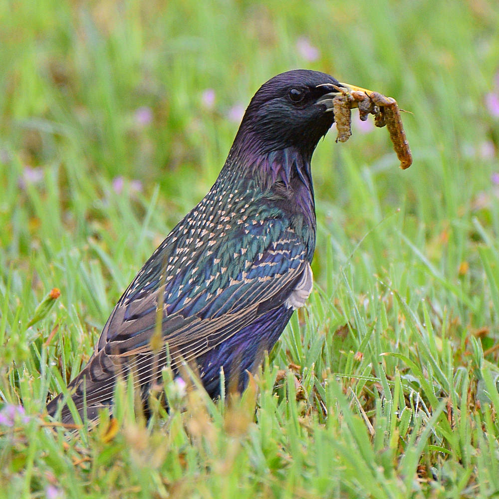 Starling2.jpg