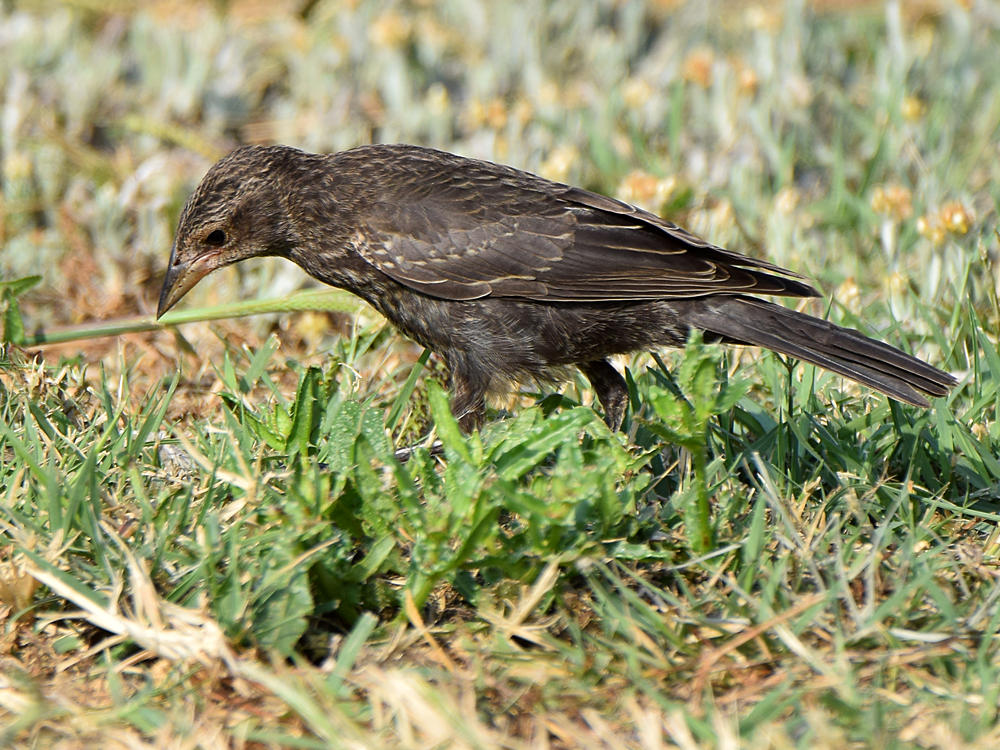 Starling2.jpg