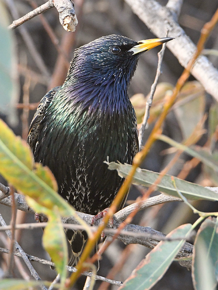 Starling2.jpg