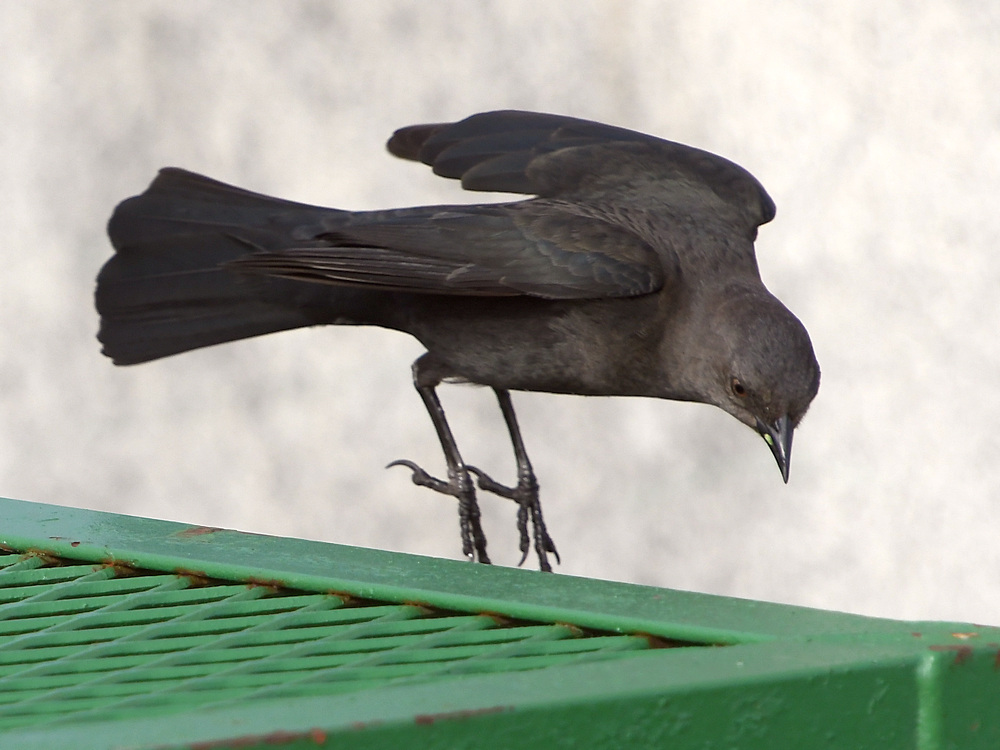 Starling2.JPG