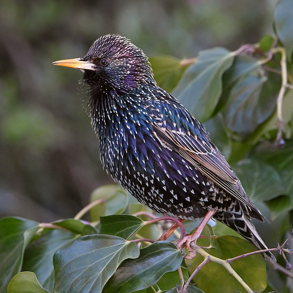 Starling2.JPG