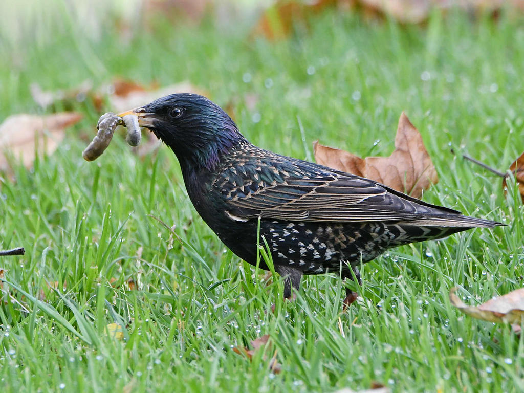 Starling2.jpg