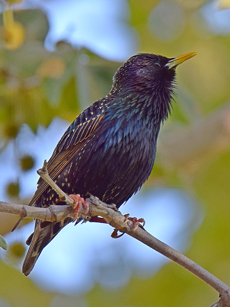 Starling3.jpg