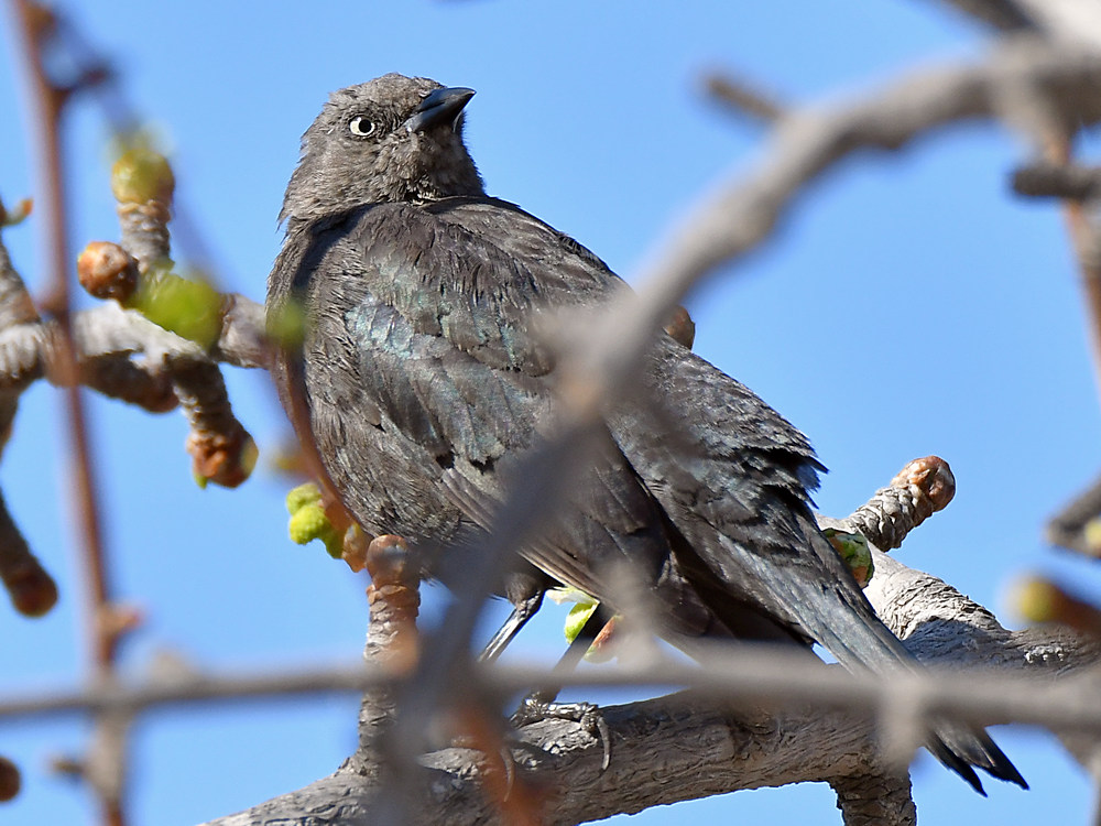 Starling3.jpg