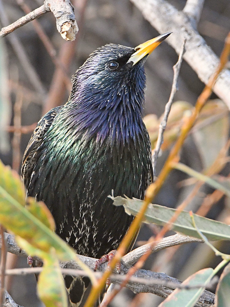 Starling3.jpg