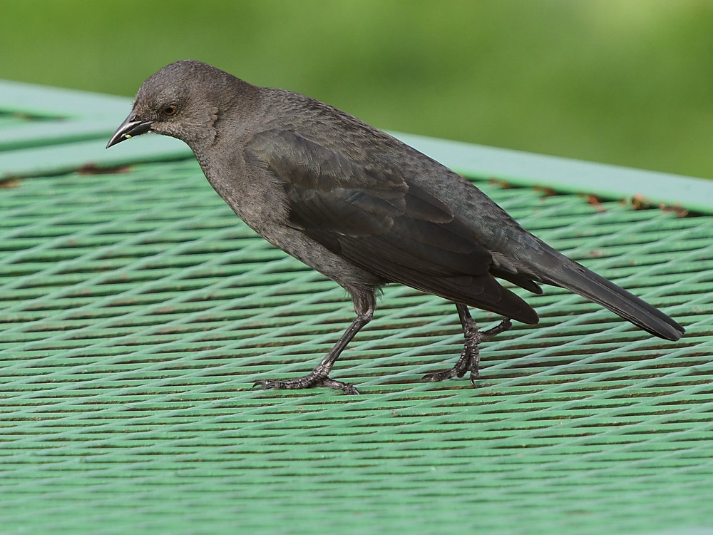 Starling3.JPG