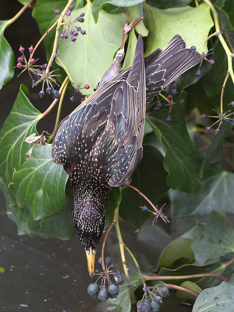 Starling3.JPG