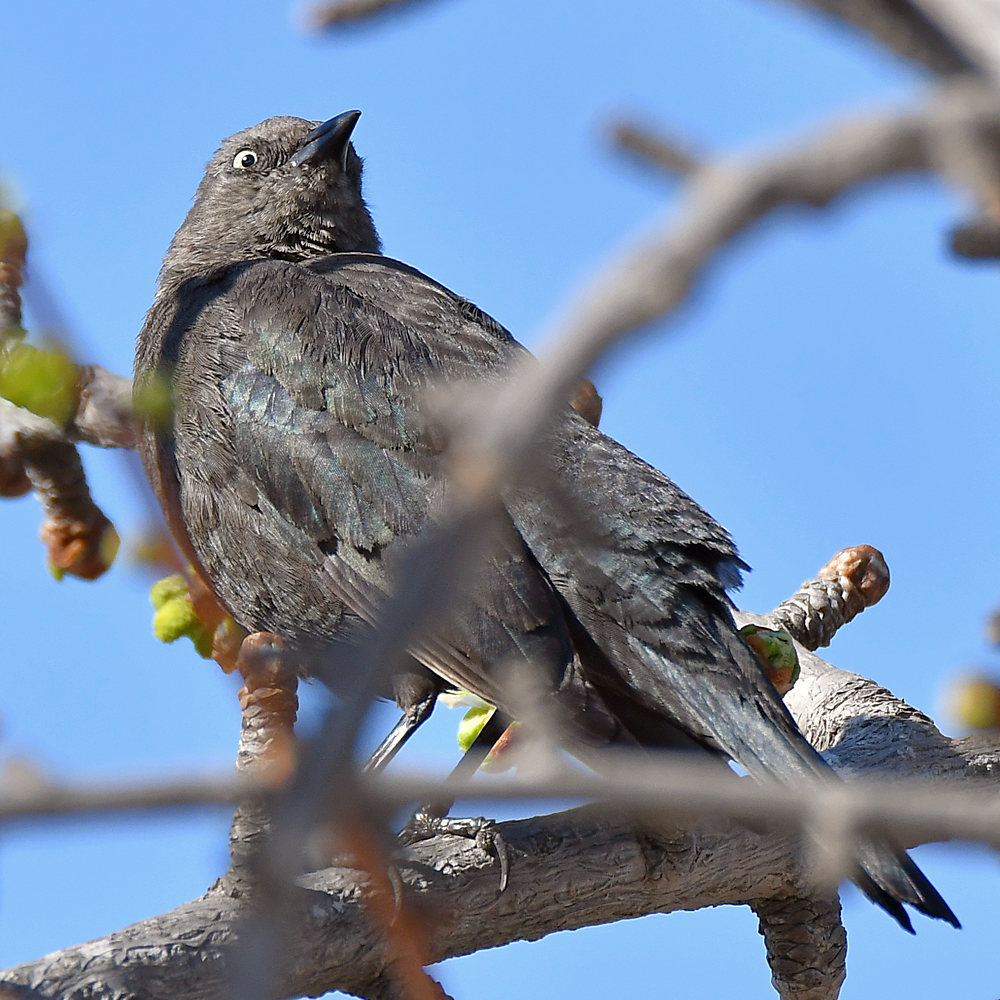 Starling4.jpg