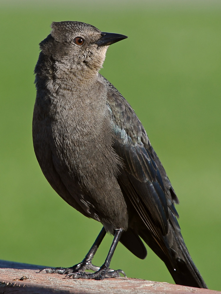Starling4.JPG