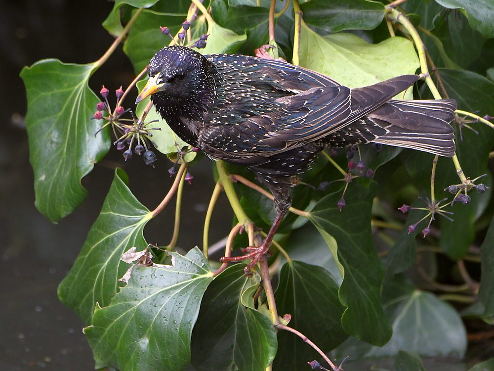 Starling4.JPG