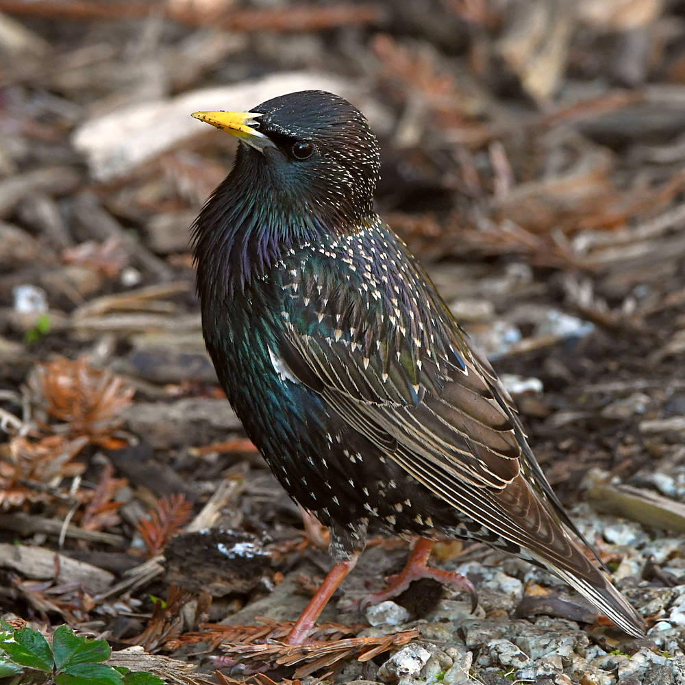Starling4.JPG