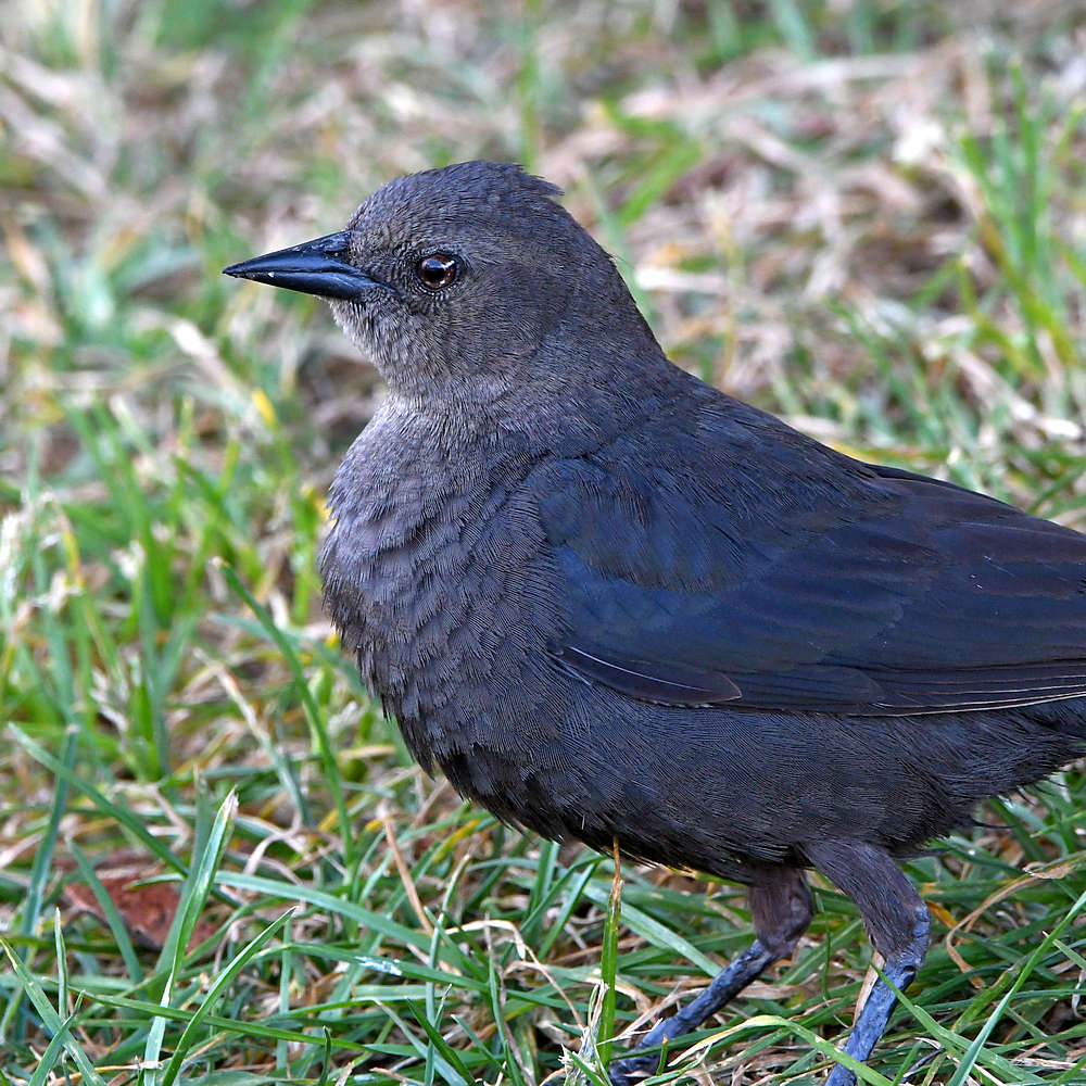 Starling4.JPG