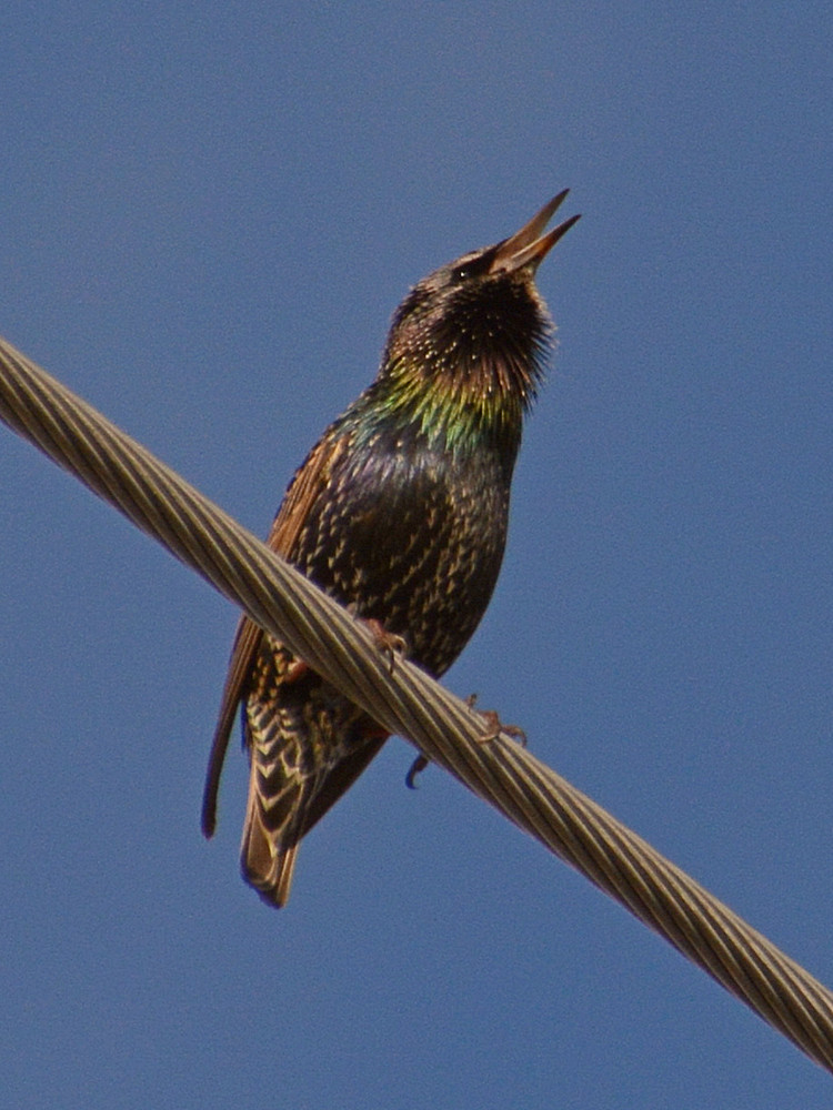 Starling6.jpg