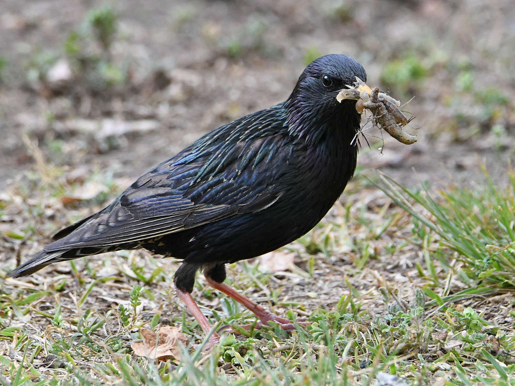 Starling6.jpg