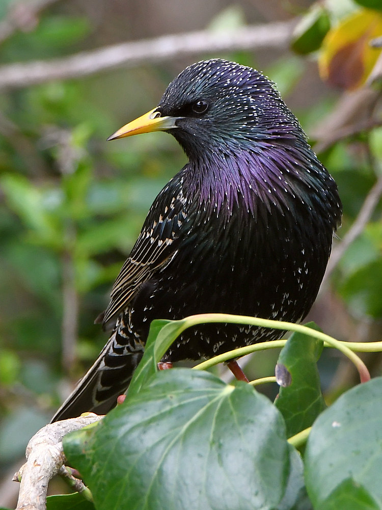 Starling7.JPG
