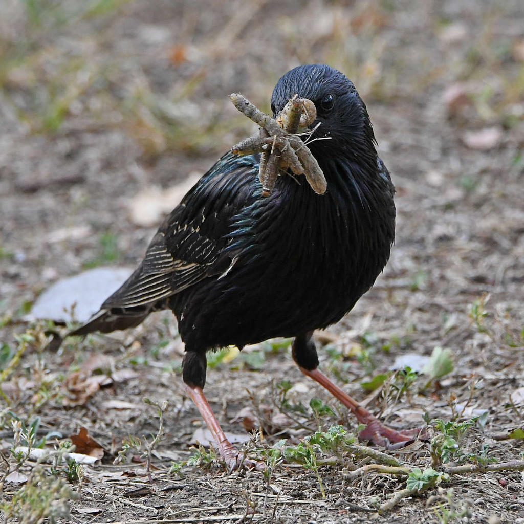 Starling7.jpg