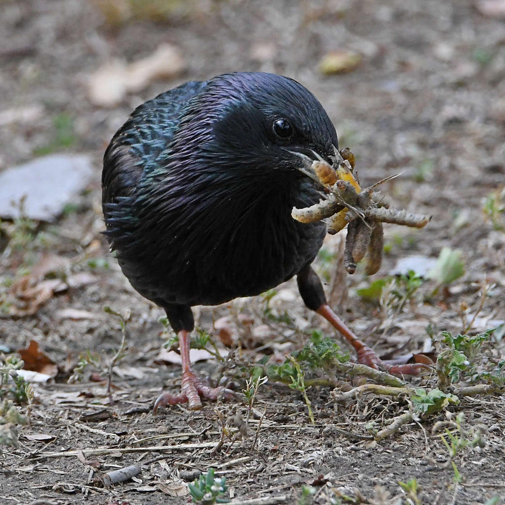 Starling8.jpg
