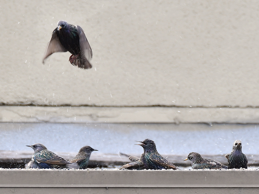 Starlings.jpg