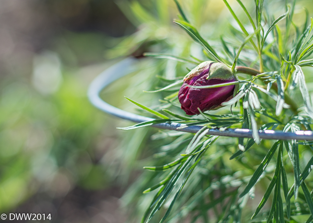 Starting to Bloom (1 of 1).jpg